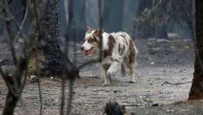 Kako su psi u antici pomogli otkriti vještice
